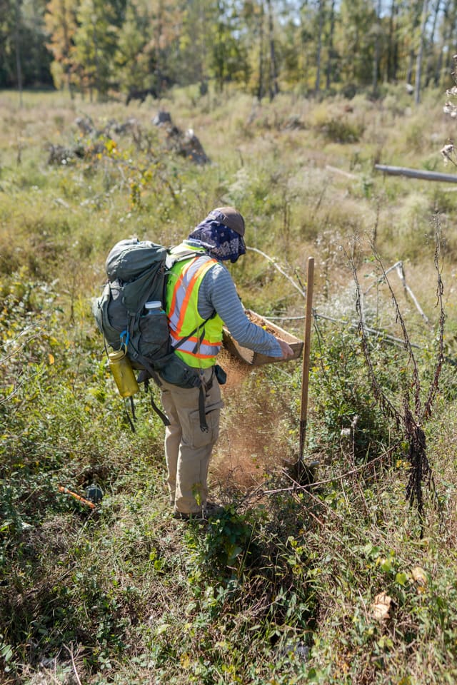 A field archaeologist in a hi-vis vest shakes soil through a wooden screen, a cloud of dust falling from it, in an overgrown clearing.